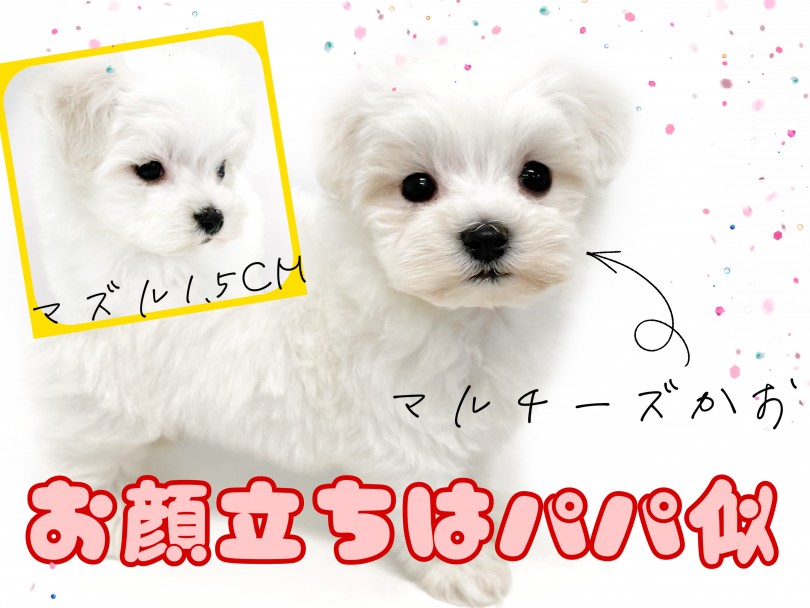 お顔立ちはパパに似てマルチーズ寄り！ | MIX犬 マルビション （150247） - 東川口店