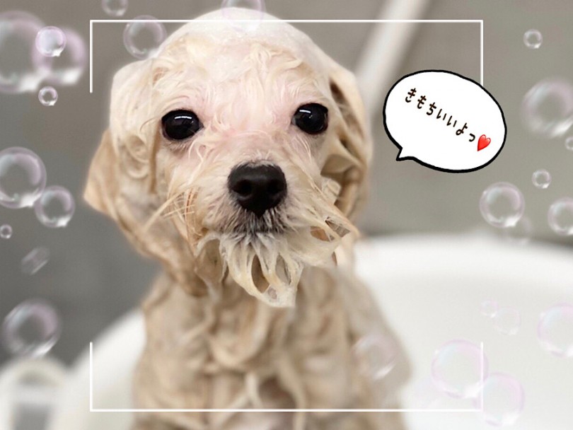 ポメプーくんに会いに来てね！ | MIX犬 ポメプー （312050） - 横浜 港北ニュータウン店