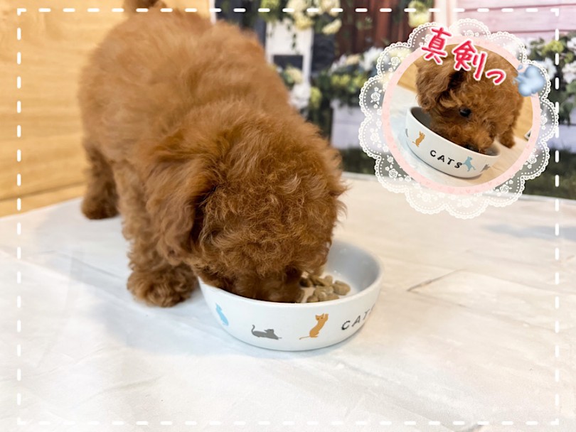 元気の良さを感じる食べっぷり | トイ・プードル （312062） - 横浜 港北ニュータウン店