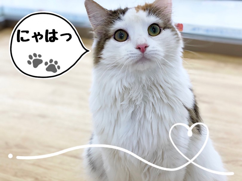 遊ぶの大好き♡おおらか猫のノルウェーちゃんとの生活を始めませんか？ | ノルウェージャンフォレストキャット （312052） - 横浜 港北ニュータウン店