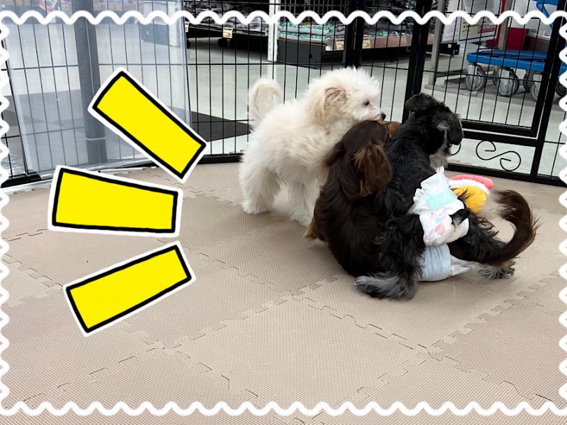 生後145日のポメプーくんの日常 | MIX犬 ポメプー （312050） - 横浜 港北ニュータウン店