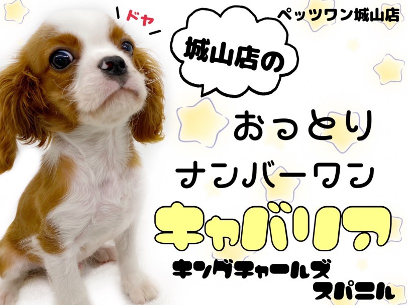 【 キャバリア・キングチャールズ・スパニエル 】みんなを癒すおっとりドッグ