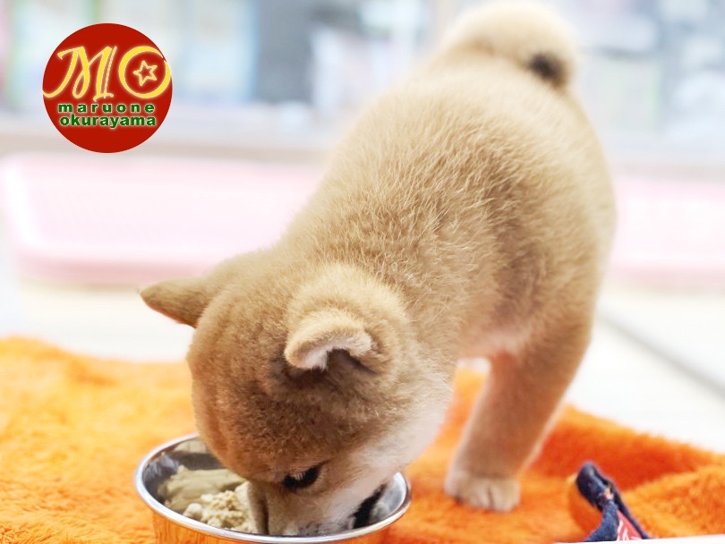 お迎え後のアドバイス | 柴犬 （6131112） - 横浜 大倉山店