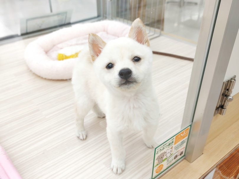人がとっても大好き！！明るくマイペースな性格の豆柴くん♪ | 豆柴 （512774） - 本羽田店