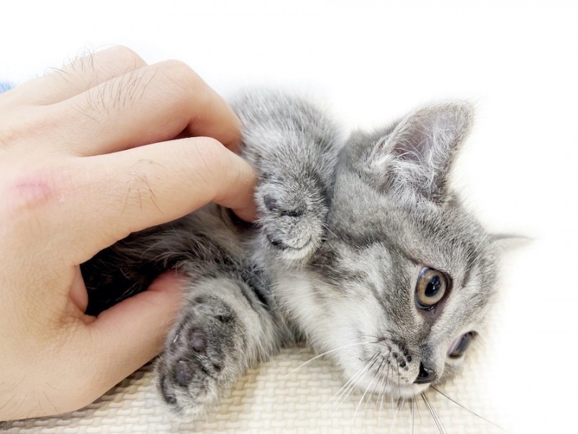短足マンチカンちゃんとのゆる～いペットライフはいかがですか？ | マンチカン （814720） - 大和 相模大塚店