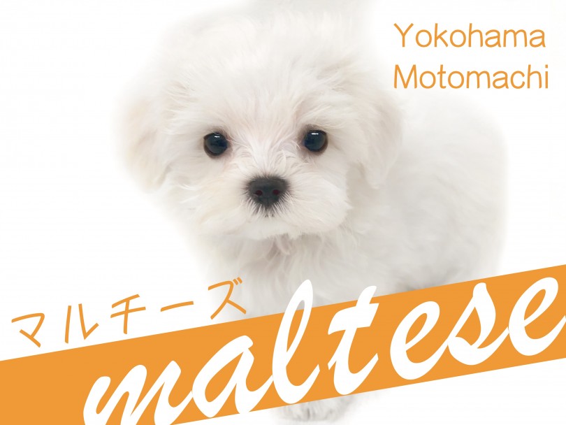 【 マルチーズ 】横浜元町・ホワイトわんこの代名詞！グルーミングも解説！