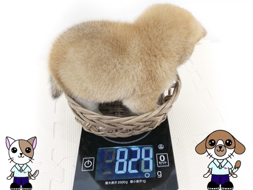 生後60日の体重測定 | 豆柴 （814719） - 大和 相模大塚店