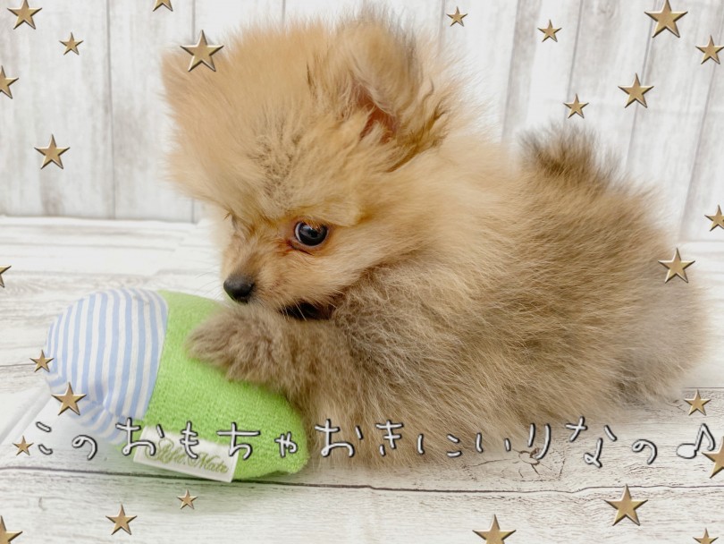 遊び好きな性格はお子様の相棒にピッタリ！一人暮らしの方も安心して暮らせる♪ | ポメラニアン （512767） - 本羽田店