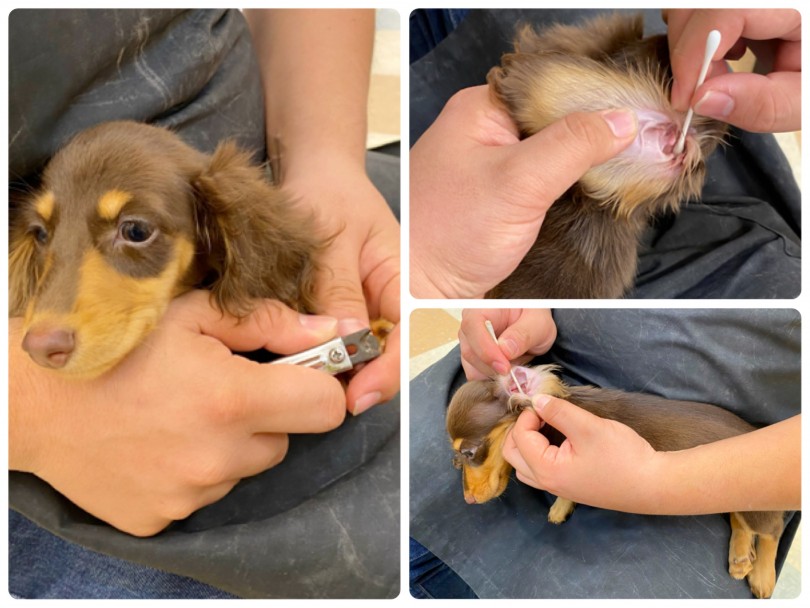 ダックスちゃんはお手入れもとっても上手にできます！ | ミニチュア・ダックスフント （118606） - 城山店