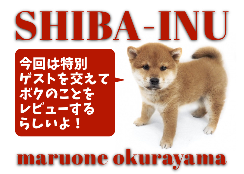 【 柴犬 】愛嬌たっぷり！和犬代表ムチコロボディの赤柴BOY！