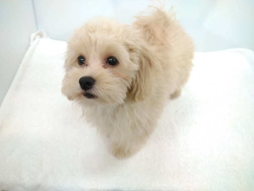 家族に迎えた際は皆様のアイドルになること間違いナシだと思います！ | MIX犬 マルプー （118572） - 城山店