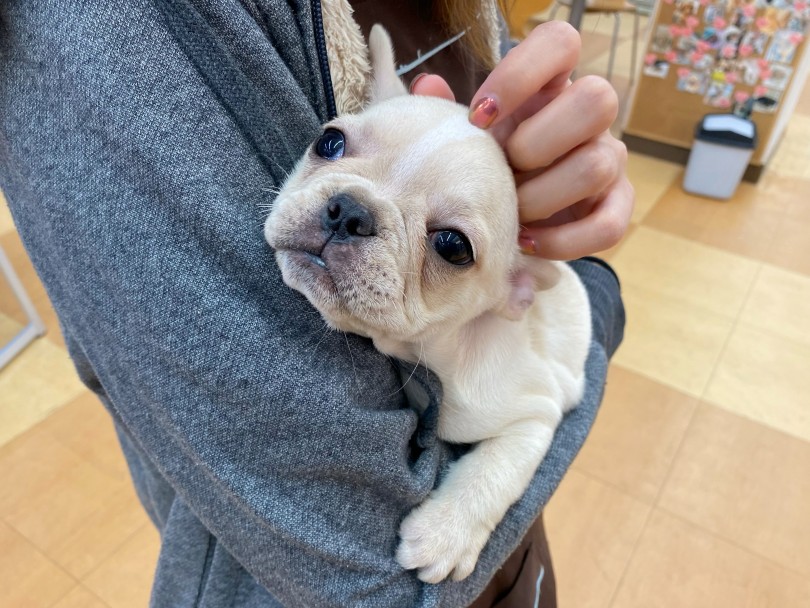 フレブルちゃんはとにかく人が大好きなんです! | フレンチブルドッグ (116653) - 下丸子店