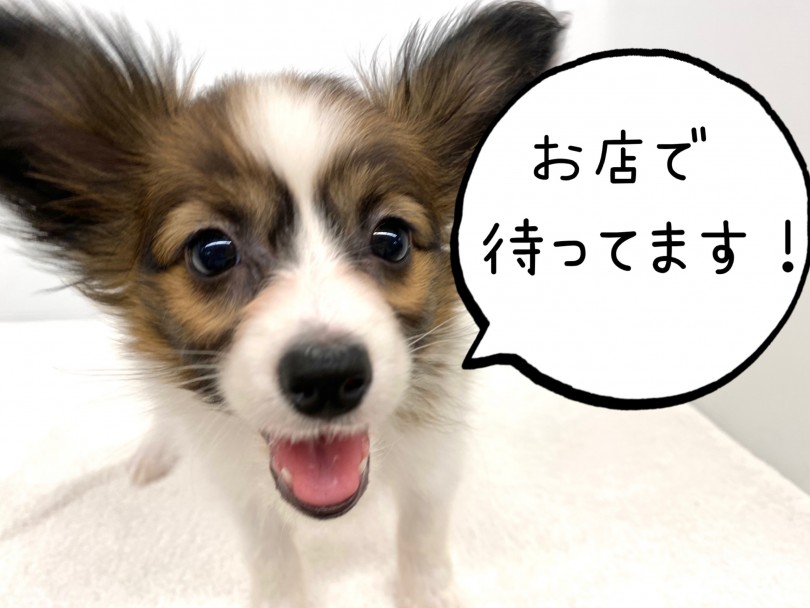 ぜひパピヨンくんに会いにお越しください！ | パピヨン （118617） - 城山店