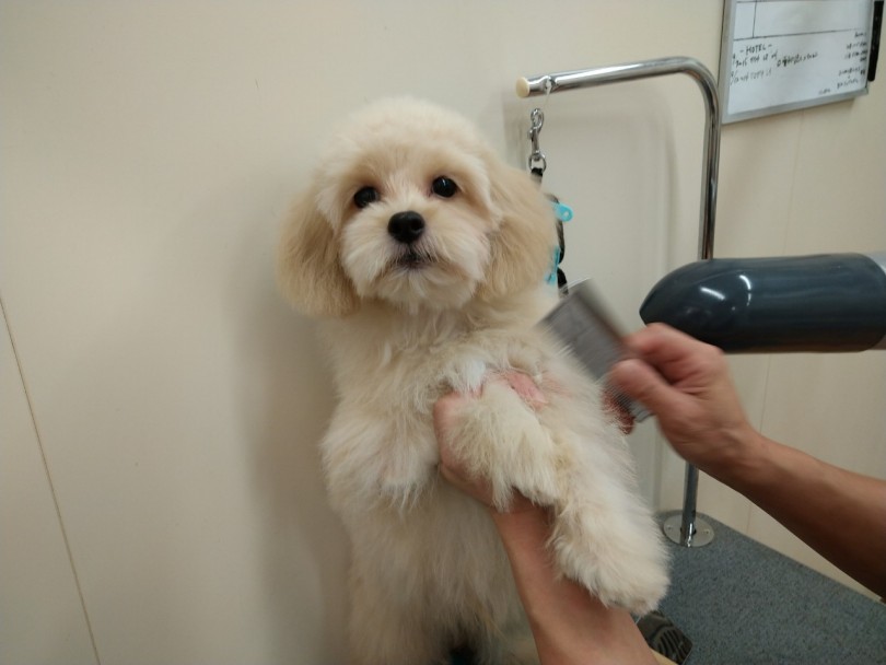ブラッシングやドライングされる際もいい子で待つことができます | MIX犬 マルプー （118572） - 城山店