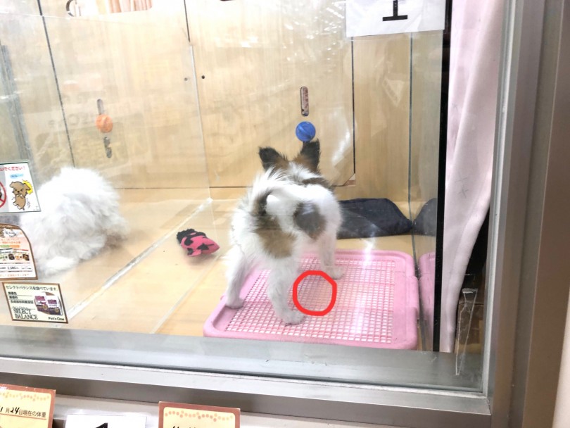 現在のおトイレ習得率はほぼ100％ | パピヨン （118617） - 城山店