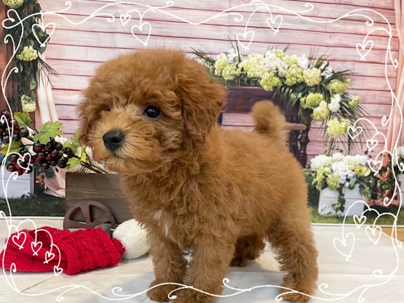 生後83日のトイ・プードルくん | トイ・プードル （312062） - 横浜 港北ニュータウン店
