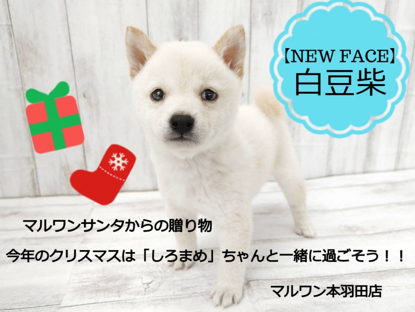 【 豆柴 】プレミアム白豆柴が登場！！可愛い顔に小さめボデイは必見！