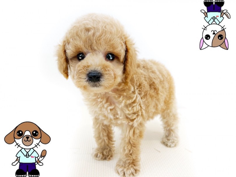 ウルウルの瞳で見つめてくる可愛すぎるプーくん♡ | トイ・プードル （814717） - 大和 相模大塚店