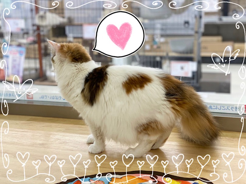 9ヶ月になったノルちゃんの容姿 | ノルウェージャンフォレストキャット （312052） - 横浜 港北ニュータウン店