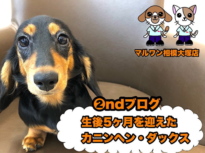 【  カニンヘンダックスフント 】生後5ヶ月の超絶フレンドリー遊び大好きわんこ！