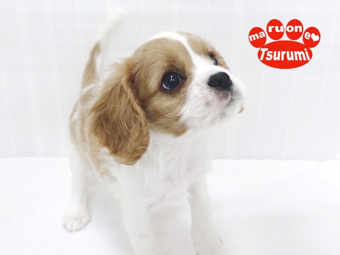 どんな家庭にも向いているワンちゃんですよ♪ | キャバリア・キングチャールズ・スパニエル （713840） - 横浜 鶴見店