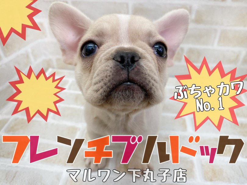 【 フレンチブルドッグ 】ぶちゃかわNo.1超甘えん坊GIRLが下丸子店に降臨！