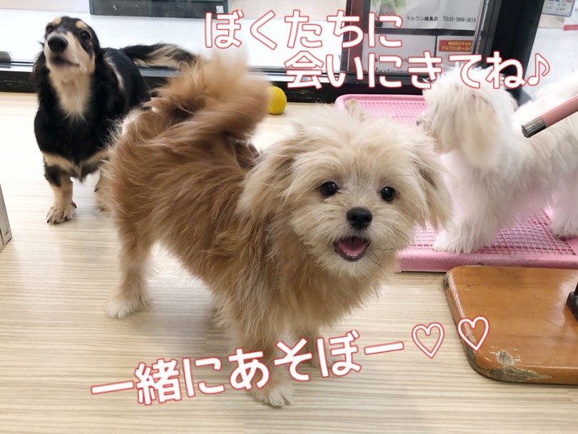 マルワン梅島店でポメシーくんとお客様のご来店をお待ちしております♪ | MIX犬 ポメシー （119295） - 梅島店