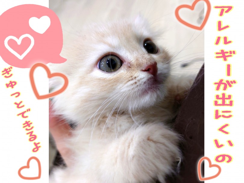 猫アレルギーでも飼えちゃうかも！ハイアポアレジェニックキャット(低刺激性猫)です！ | サイベリアン （130380） - 高井戸店