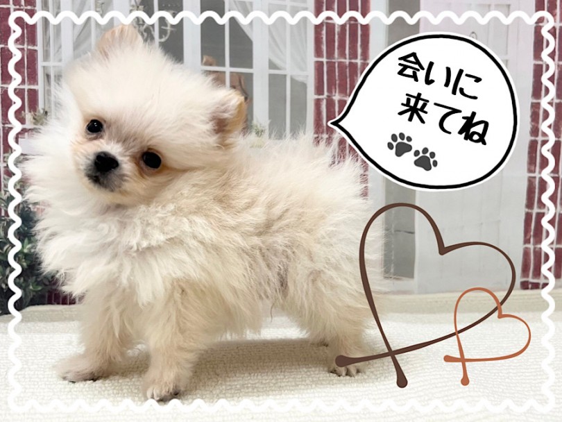 まずは港北NT店のポメくんに会いにきてくださいね！ | ポメラニアン （312060） - 横浜 港北ニュータウン店