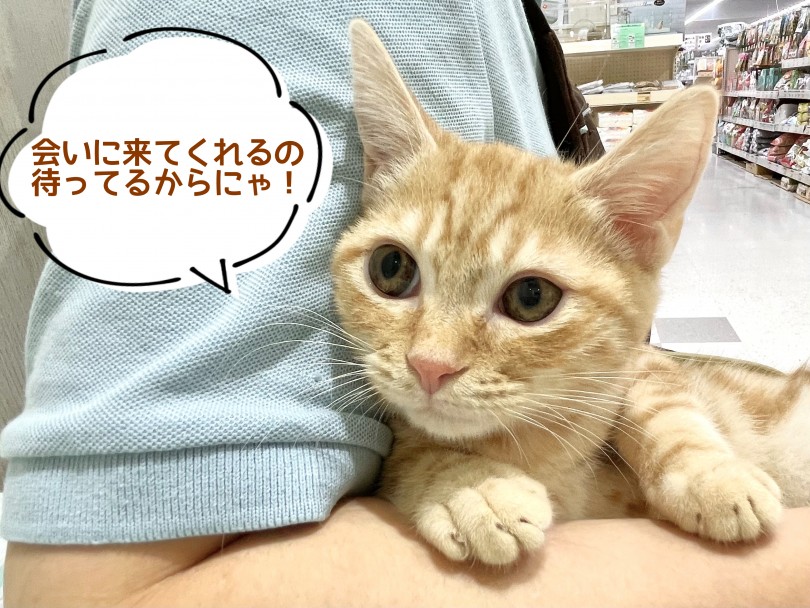 アメショちゃんと一緒にお待ちしております♡ | アメリカンショートヘア （130372） - 高井戸店