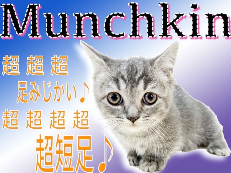 【 マンチカン 】初心者必見ニャンコ！超短足ならではの可愛すぎる仕草に注目！