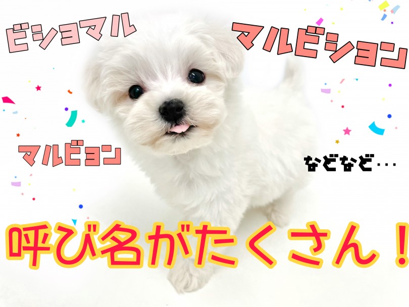 数少なく珍しいMIX犬 マルワン初登場！ | MIX犬 マルビション （150247） - 東川口店