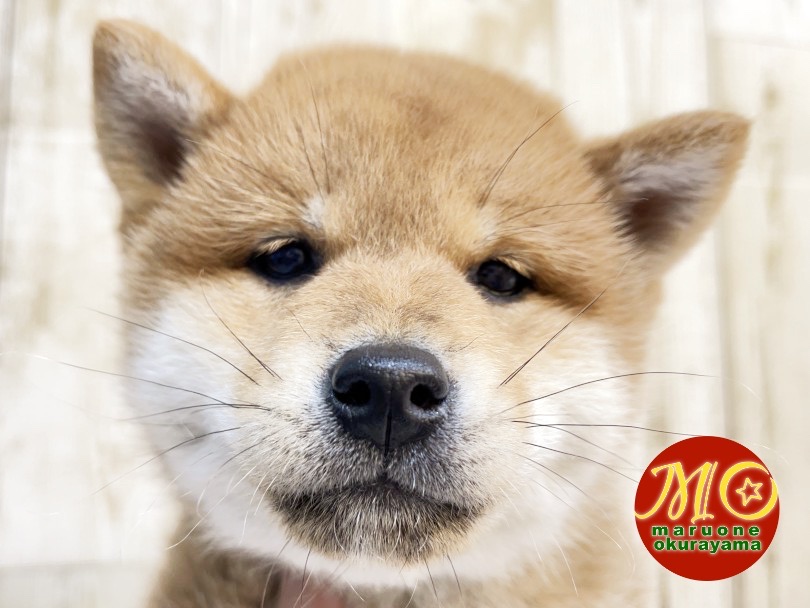 秋田犬！？かと間違えるような優しい熊顔♡ | 柴犬 （6131112） - 横浜 大倉山店