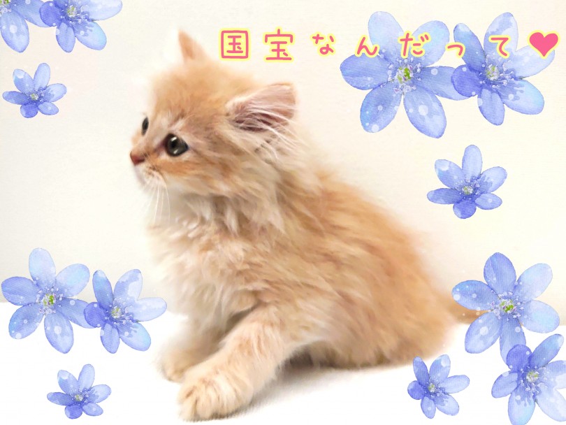 ロシアでは国民的猫種 | サイベリアン （130380） - 高井戸店