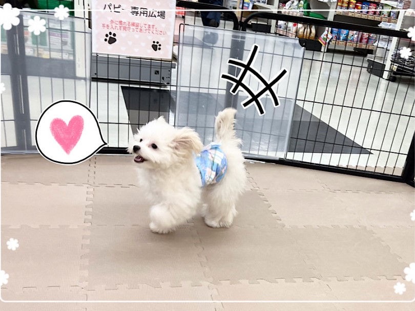 ポメプーくんの可愛い今の容姿 | MIX犬 ポメプー （312050） - 横浜 港北ニュータウン店