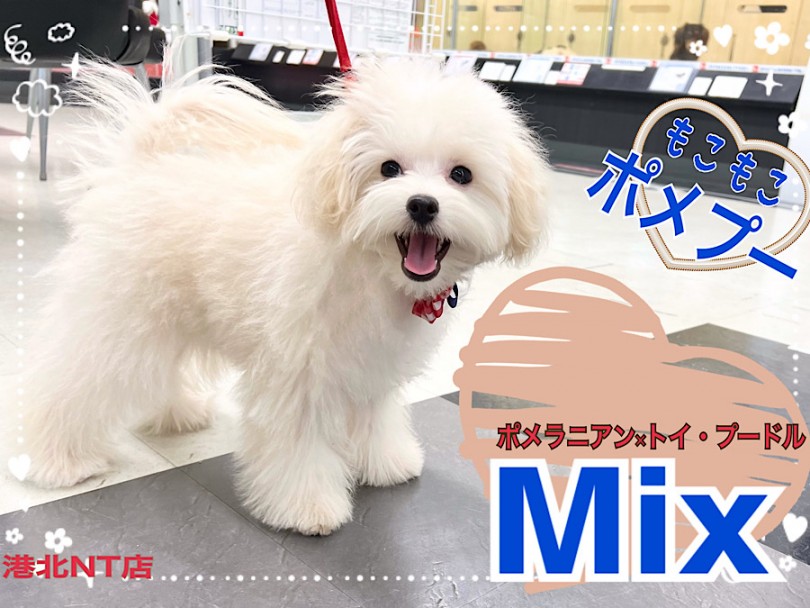 【 ミックス犬 】ボリュームたっぷりスクエアボディーのハンサムBOY