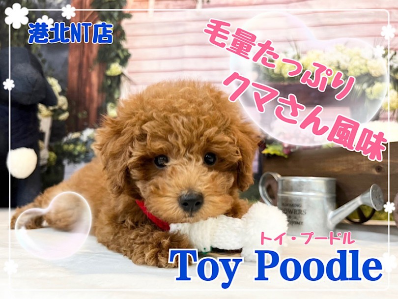 【 トイ・プードル 】毛量たっぷりクマさん風味のレッドの男の子！