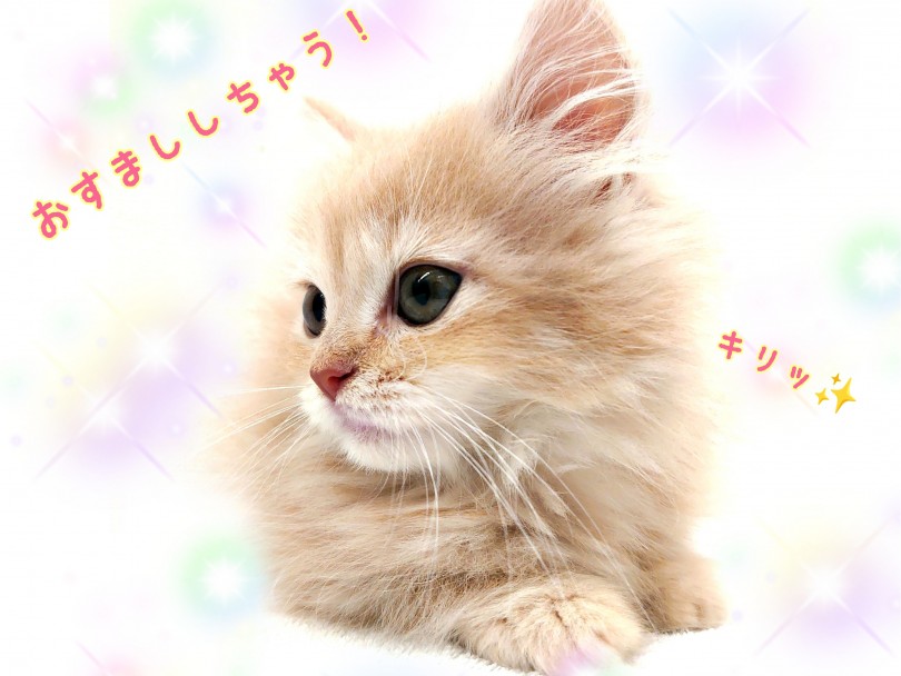 おっきなお目めにくっきりアイライン！短めマズル！可愛いポイント揃ってます！ | サイベリアン （130380） - 高井戸店