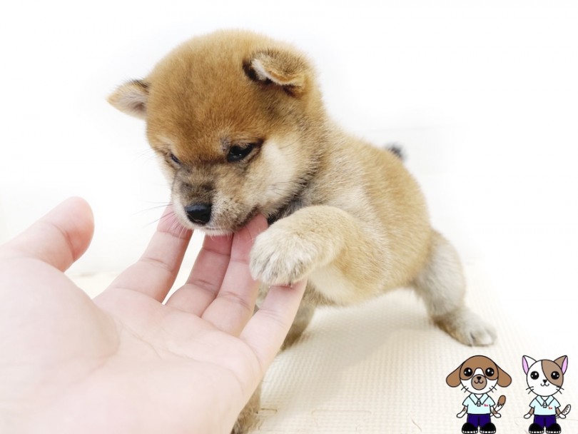 『遊んで！撫でて！抱っこして！』とアピールのオンパレード | 豆柴 （814719） - 大和 相模大塚店