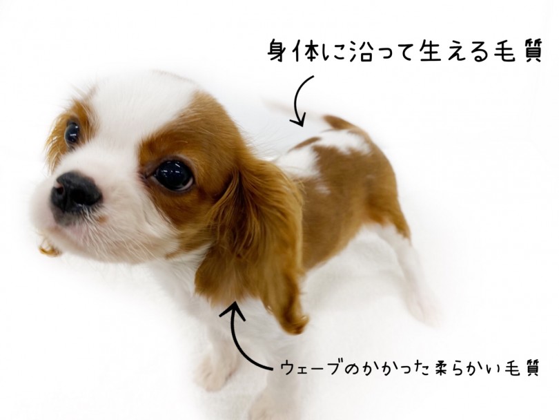 個体差のある毛質 | キャバリア・キングチャールズ・スパニエル （118609） - 城山店