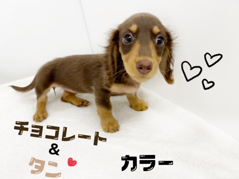毛色は綺麗なチョコレート＆タン | ミニチュア・ダックスフント （118606） - 城山店