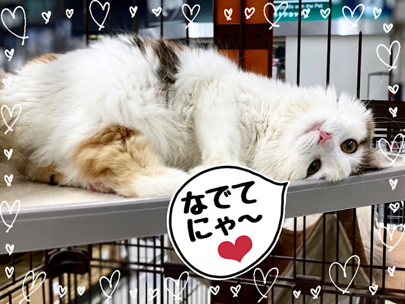 9ヶ月になったノルちゃんの様子 | ノルウェージャンフォレストキャット （312052） - 横浜 港北ニュータウン店