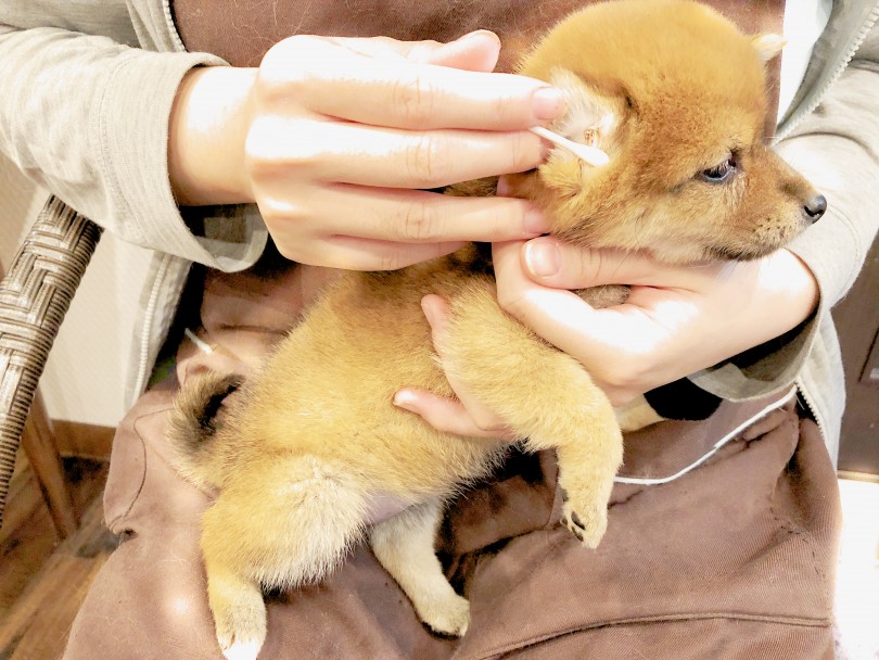 お手入れも楽々やらせてくれる豆柴ちゃん♪ | 豆柴 （11878） - 横浜 白楽店