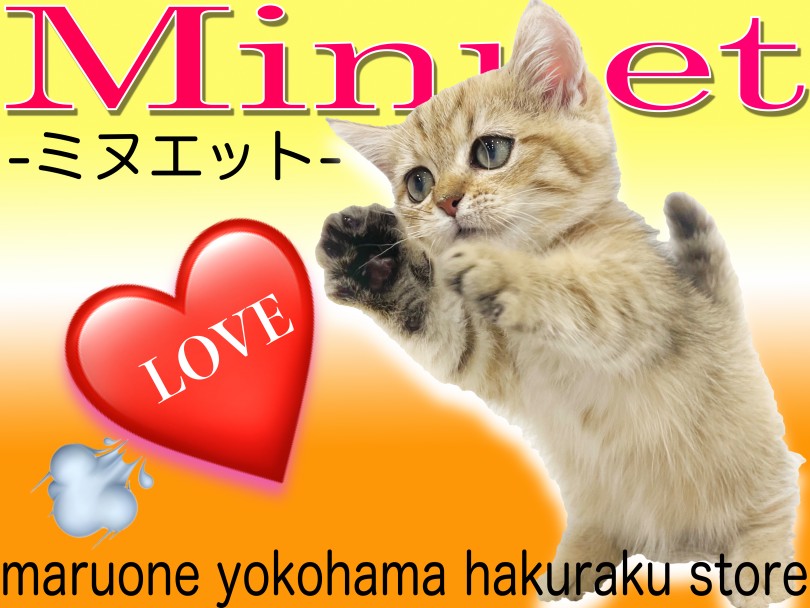 【 ミヌエット 】人気急上昇！マンチカン＆ペルシャ猫とのハイブリッド猫種登場！
