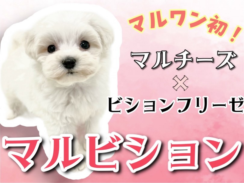 【 MIX 】マルワン初登場！マルチーズとビションフリーゼの希少MIX！