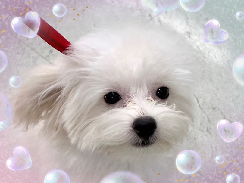 スクエアボディーのハンサムBOY | MIX犬 ポメプー （312050） - 横浜 港北ニュータウン店
