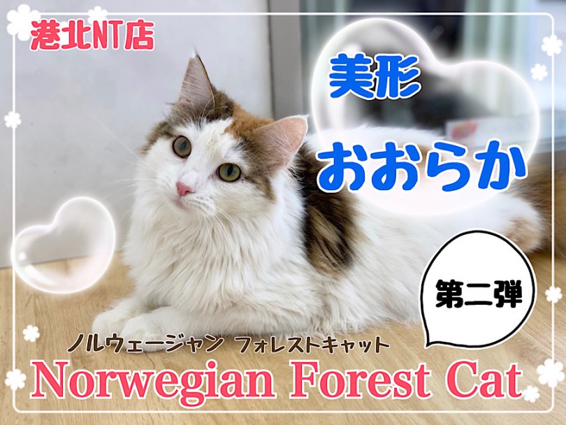 【 ノルウェージャンフォレストキャット 】美形、おおらかノルちゃんの第二弾！