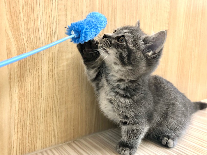 猫じゃらしにパンチ | マンチカン （814720） - 大和 相模大塚店