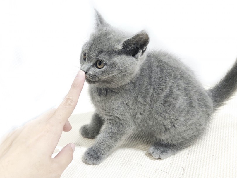 猫ちゃんと仲良くなるポイントとは？ | ブリティッシュショートヘア （11874） - 横浜 白楽店