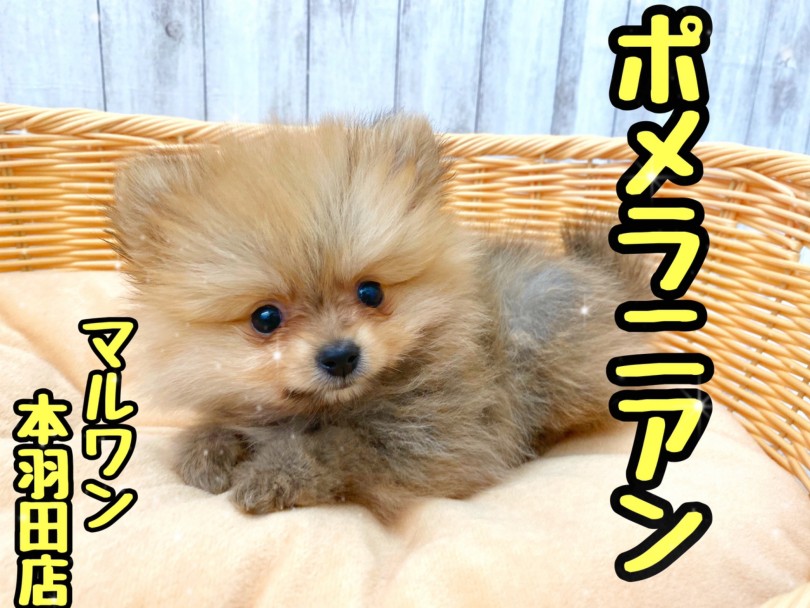 【 ポメラニアン 】小さめたぬきポメが衝撃デビュー！可愛すぎる顔に悶絶必至！
